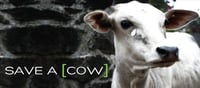 Campaign to save the cows....